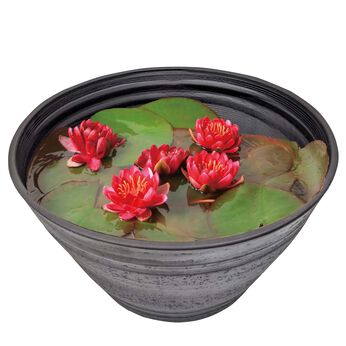 母の日の花ギフト | 睡蓮　レッド