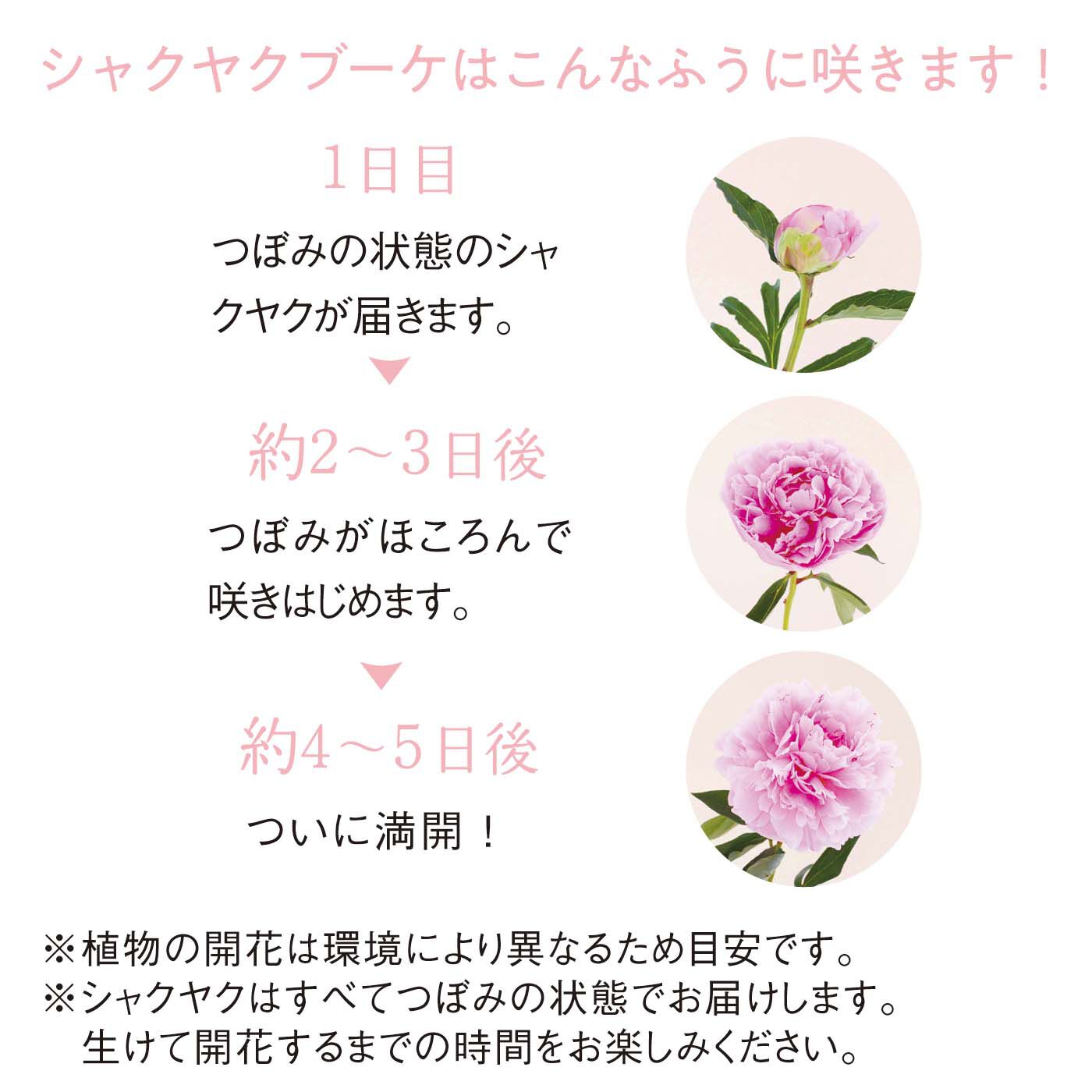 母の日の花ギフト|9本で華やかに 大輪の花咲くシャクヤクブーケ