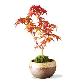 母の日の花ギフト | 盆栽　もみじ　出猩々