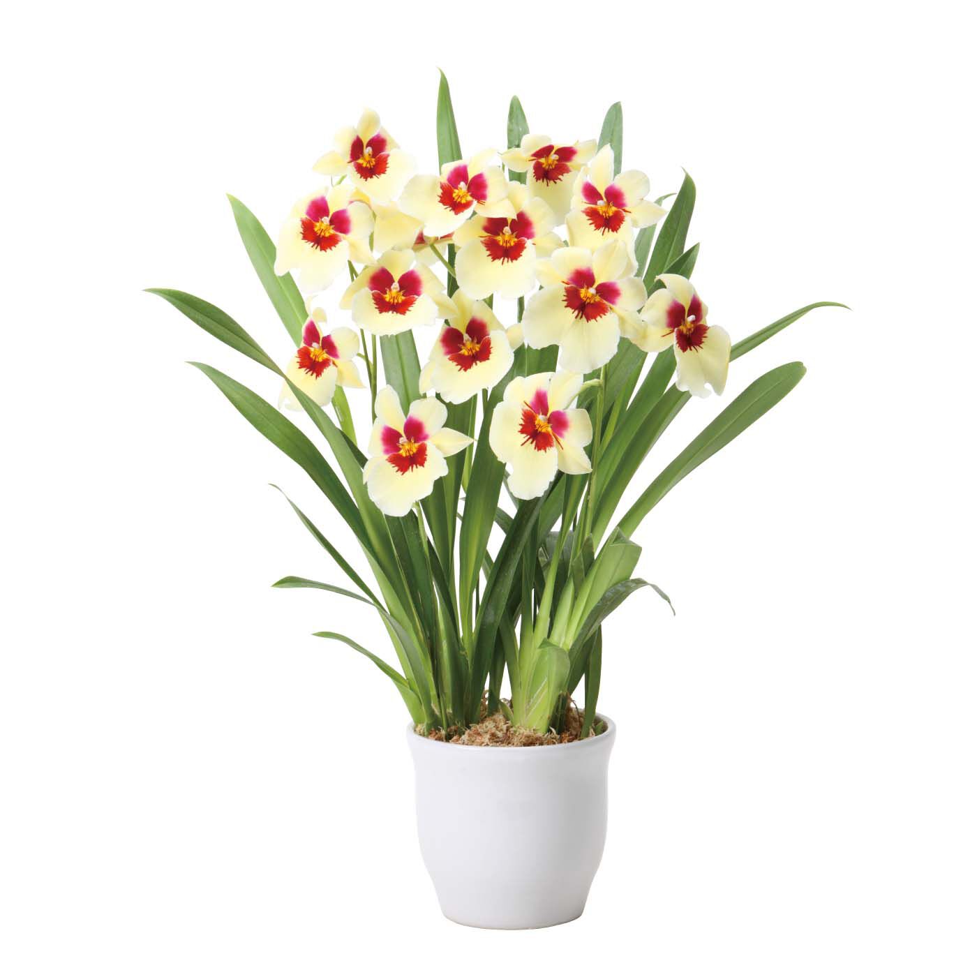 母の日の花ギフト|ドラマティックな大輪 ほのかに香るミルトニア「エンザン サンライズ」