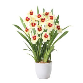 母の日の花ギフト | ほのかに香るエンザン　サンライズ