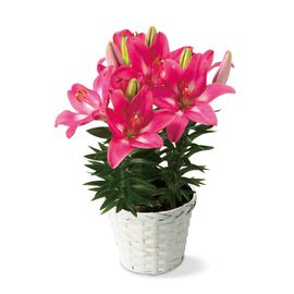 母の日の花ギフト | スカシユリ「ロザリン」
