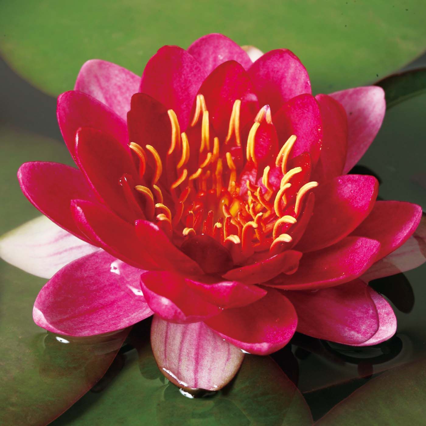母の日の花ギフト|和のこころが光る　睡蓮〈レッド〉