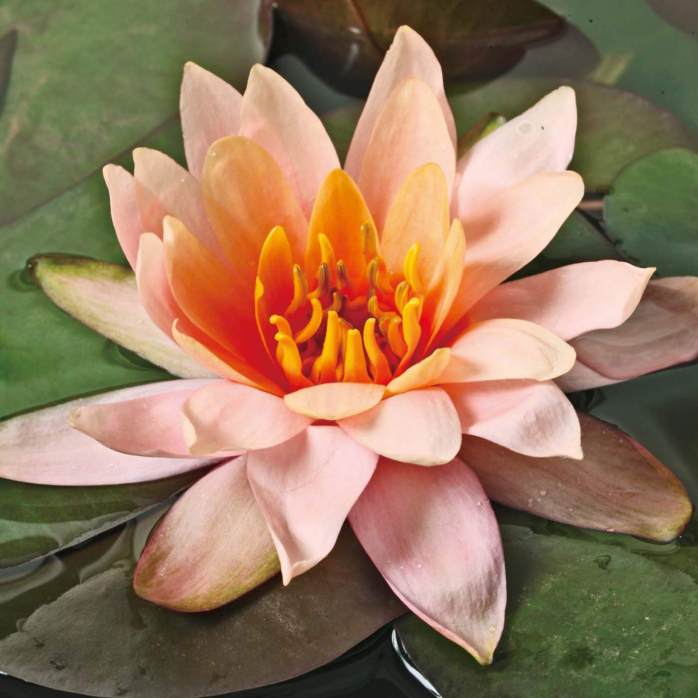母の日の花ギフト|和のこころが光る　睡蓮〈ピンク〉