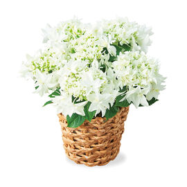 母の日の花ギフト | あじさい　月うさぎ