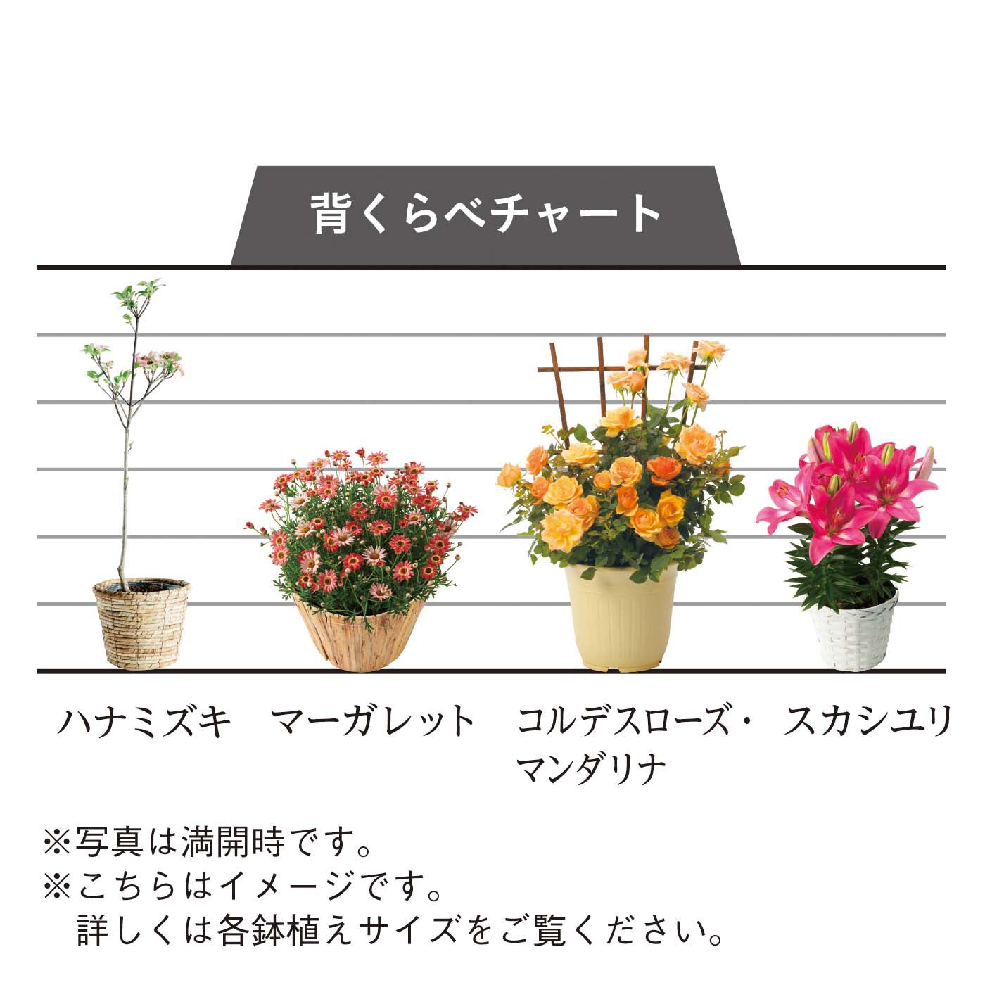 母の日の花ギフト|マーガレット「あんずな気持ち」