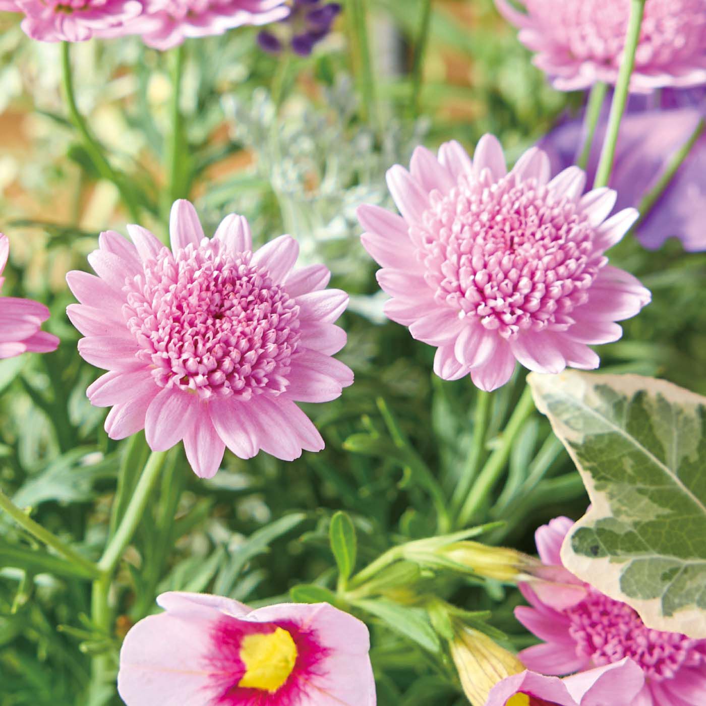 母の日の花ギフト|やさしい気持ちになれる キュートな寄せ植え〈パープルグラデーション〉