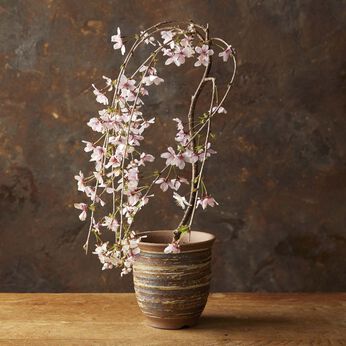 母の日の花ギフト | 富士しだれ桜