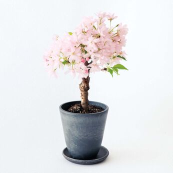 母の日の花ギフト | お母さんのために咲く桜