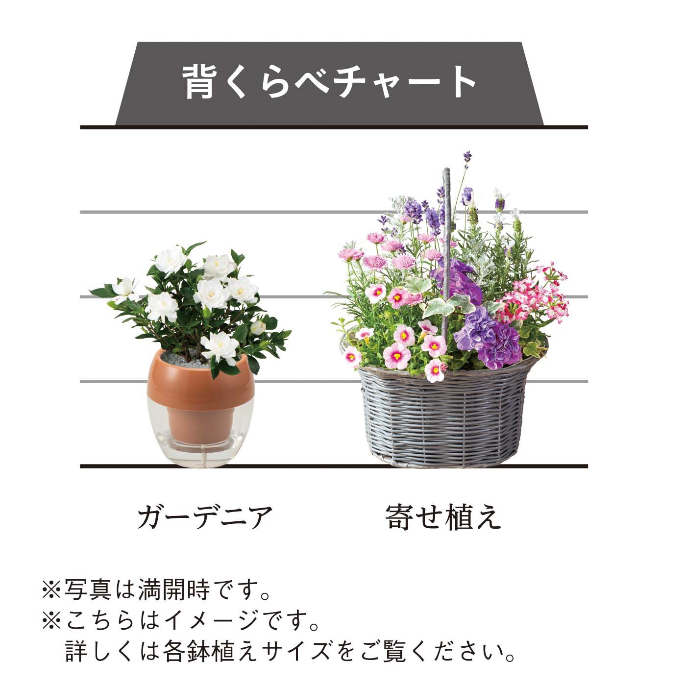 母の日の花ギフト|やさしい気持ちになれる キュートな寄せ植え〈パープルグラデーション〉