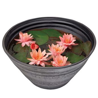 母の日の花ギフト | 睡蓮　ピンク