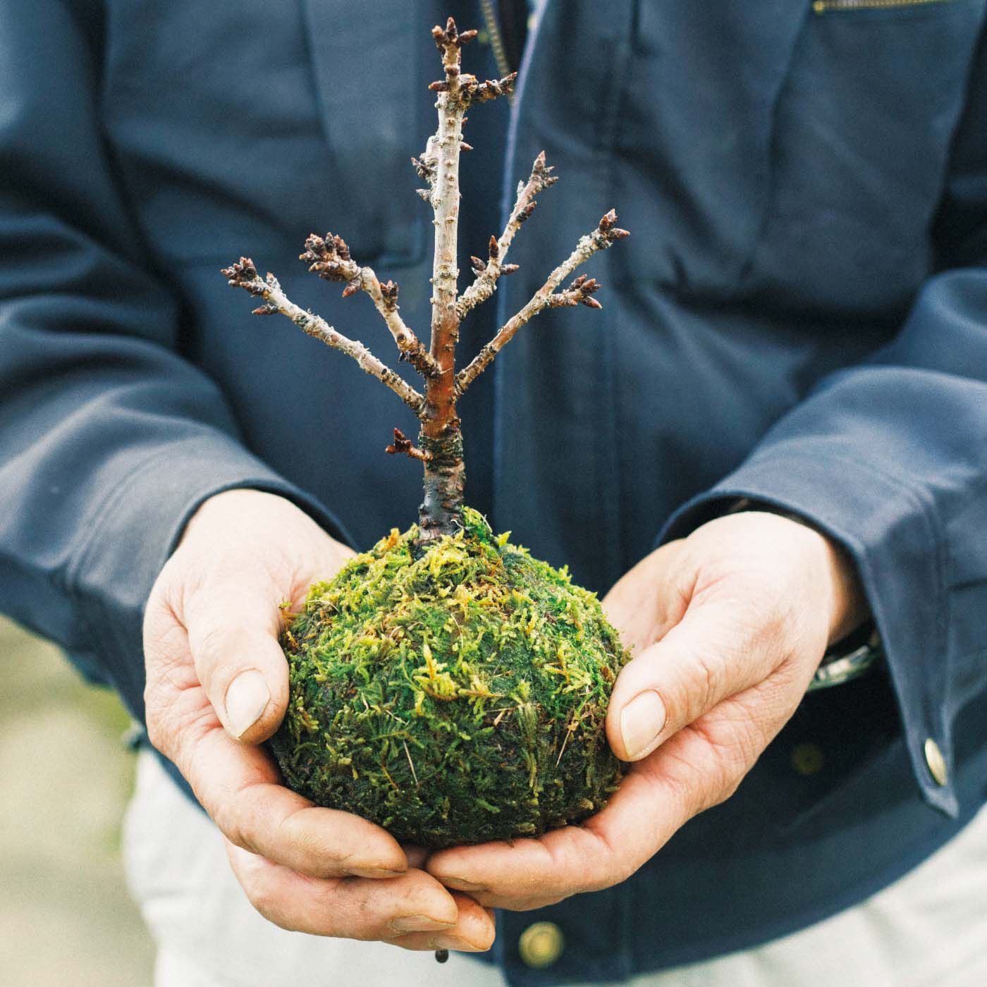 母の日の花ギフト|お母さんのために咲く「苔玉桜」