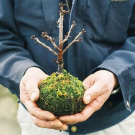 母の日の花ギフト | 苔玉桜
