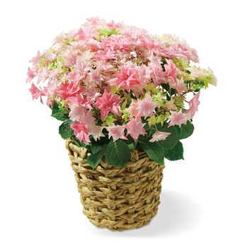 母の日の花ギフト | あじさい「佐賀　和」