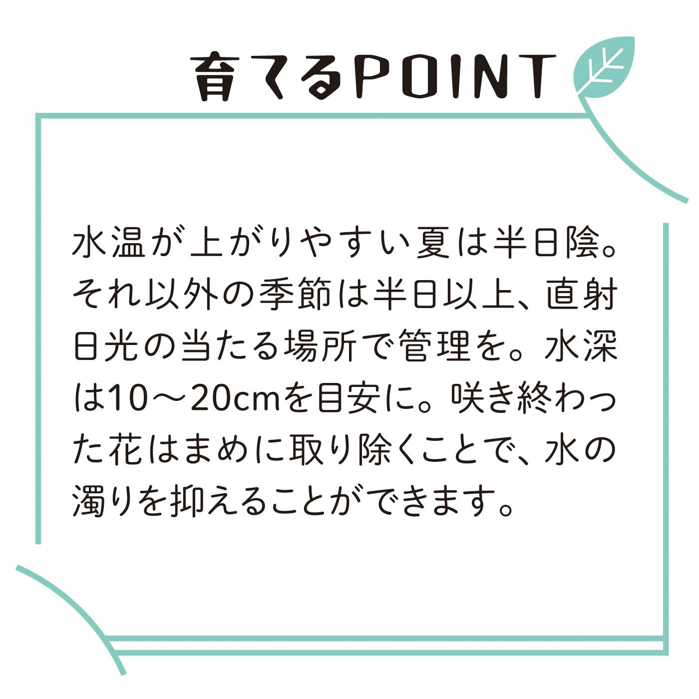 母の日の花ギフト|和のこころが光る　睡蓮〈レッド〉