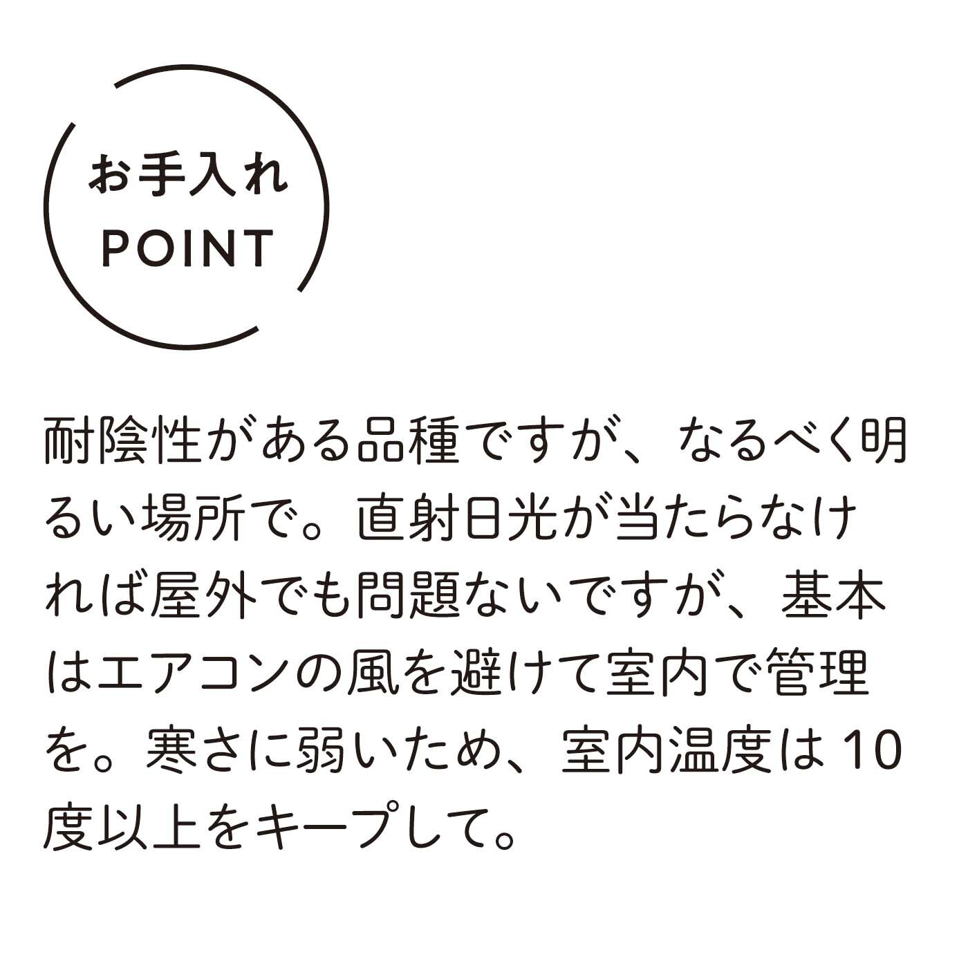 母の日の花ギフト|水耕でお手入れ簡単 みずてまりん（R） ミニ観葉 アンスリューム