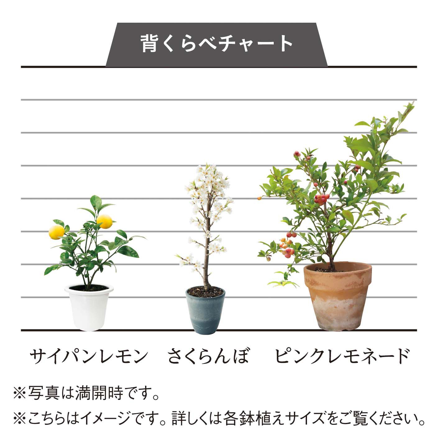 母の日の花ギフト|ピンクの実がなるブルーベリー「ピンクレモネード」