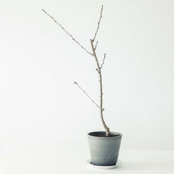 母の日の花ギフト | うこん桜