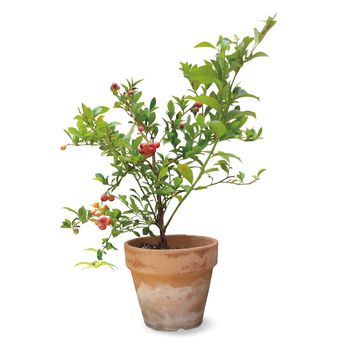 母の日の花ギフト | ピンクのブルーベリーピンクレモネード