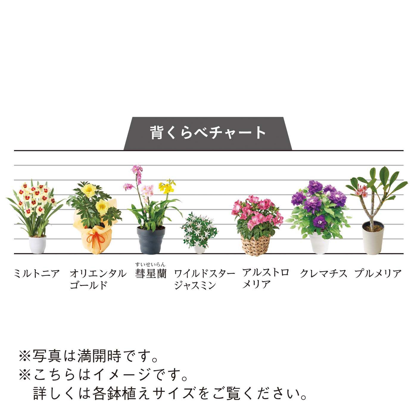 母の日の花ギフト|ドラマティックな大輪 ほのかに香るミルトニア「エンザン サンライズ」