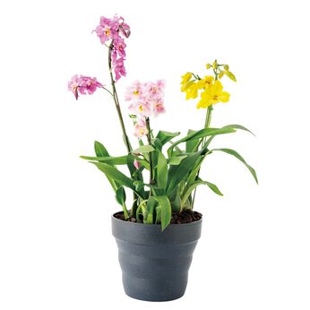 母の日の花ギフト | 彗星蘭　３種寄せ植え