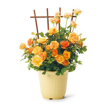 母の日の花ギフト | バラ好きに贈るコルデスローズマンダリナ