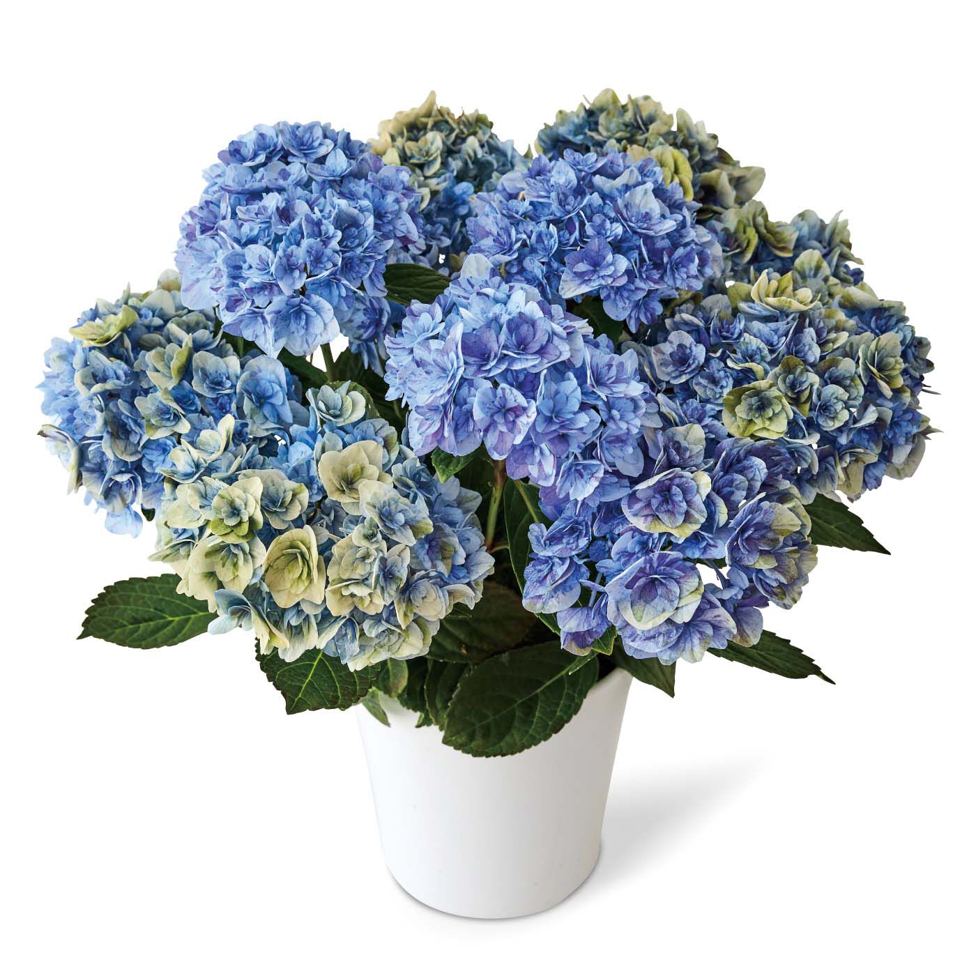母の日の花ギフト|あじさい ご当地巡り 「埼玉 なゆた」