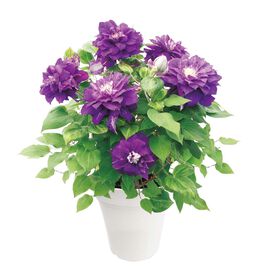 母の日の花ギフト | クレマチス　キリテカナワ