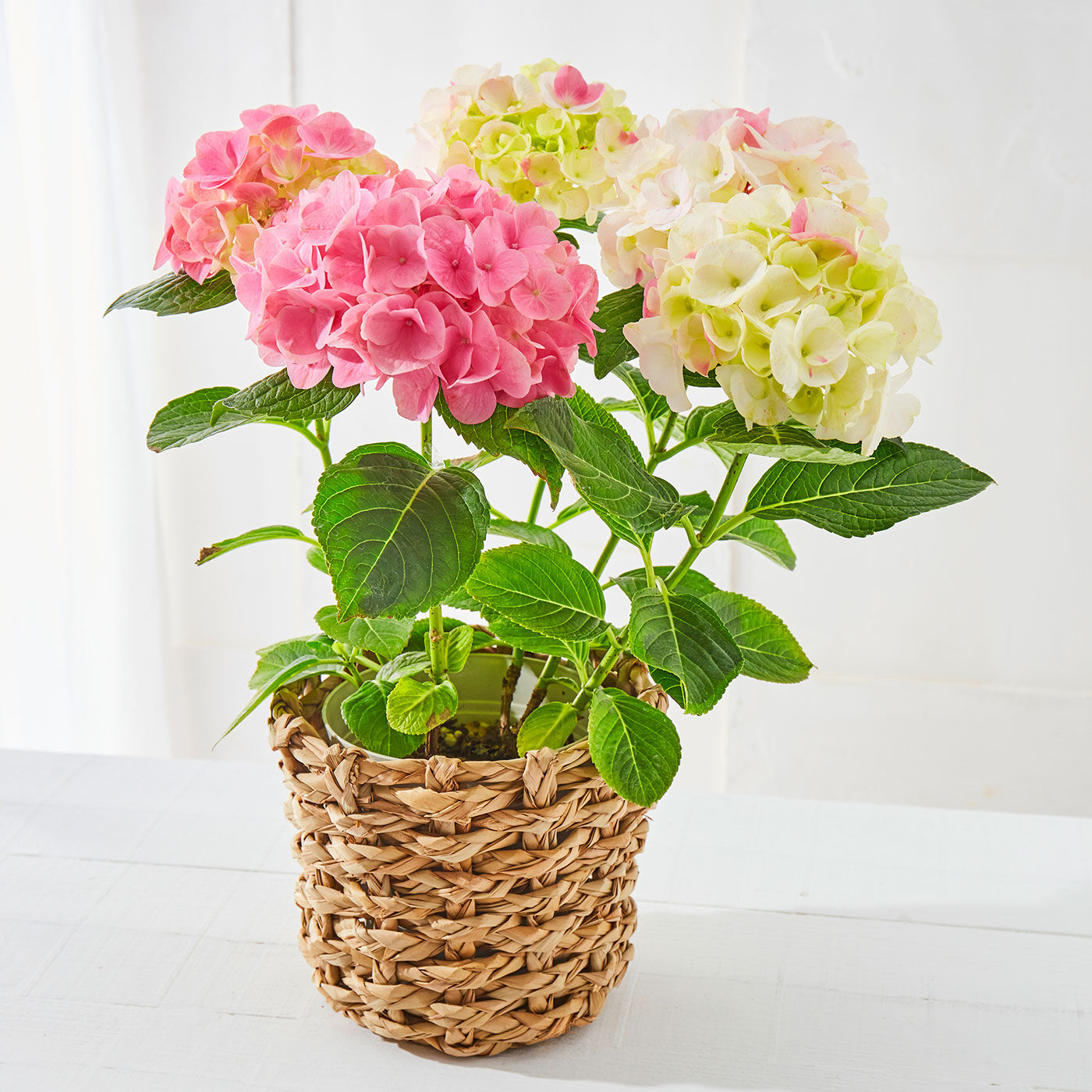 毎年数十種の新品種が誕生…最新アジサイ「月うさぎ」どんな花