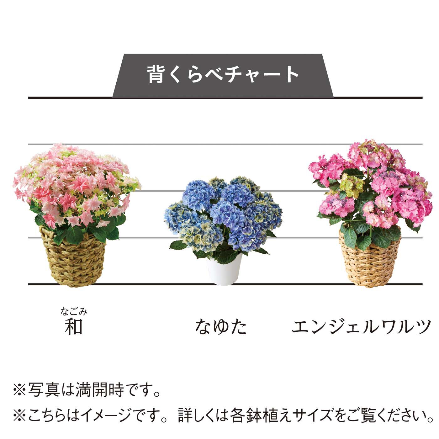 母の日の花ギフト|あじさい ご当地巡り 「埼玉 なゆた」