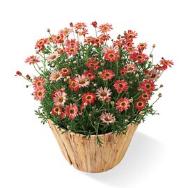 母の日の花ギフト | マーガレットあんずな気持ち