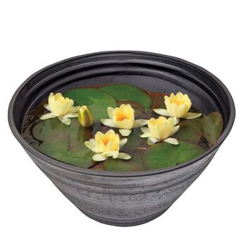 母の日の花ギフト | 睡蓮　クリスタルイエロー