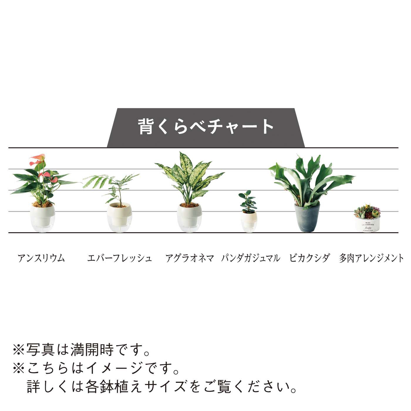 母の日の花ギフト|水耕でお手入れ簡単 みずてまりん（R） ミニ観葉 丸い葉っぱがキュート！パンダガジュマル