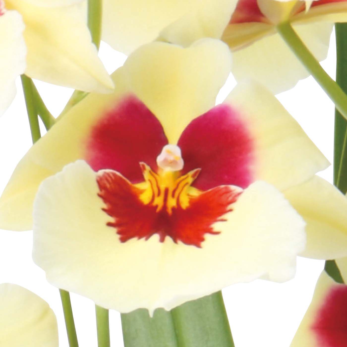 母の日の花ギフト|ドラマティックな大輪 ほのかに香るミルトニア「エンザン サンライズ」