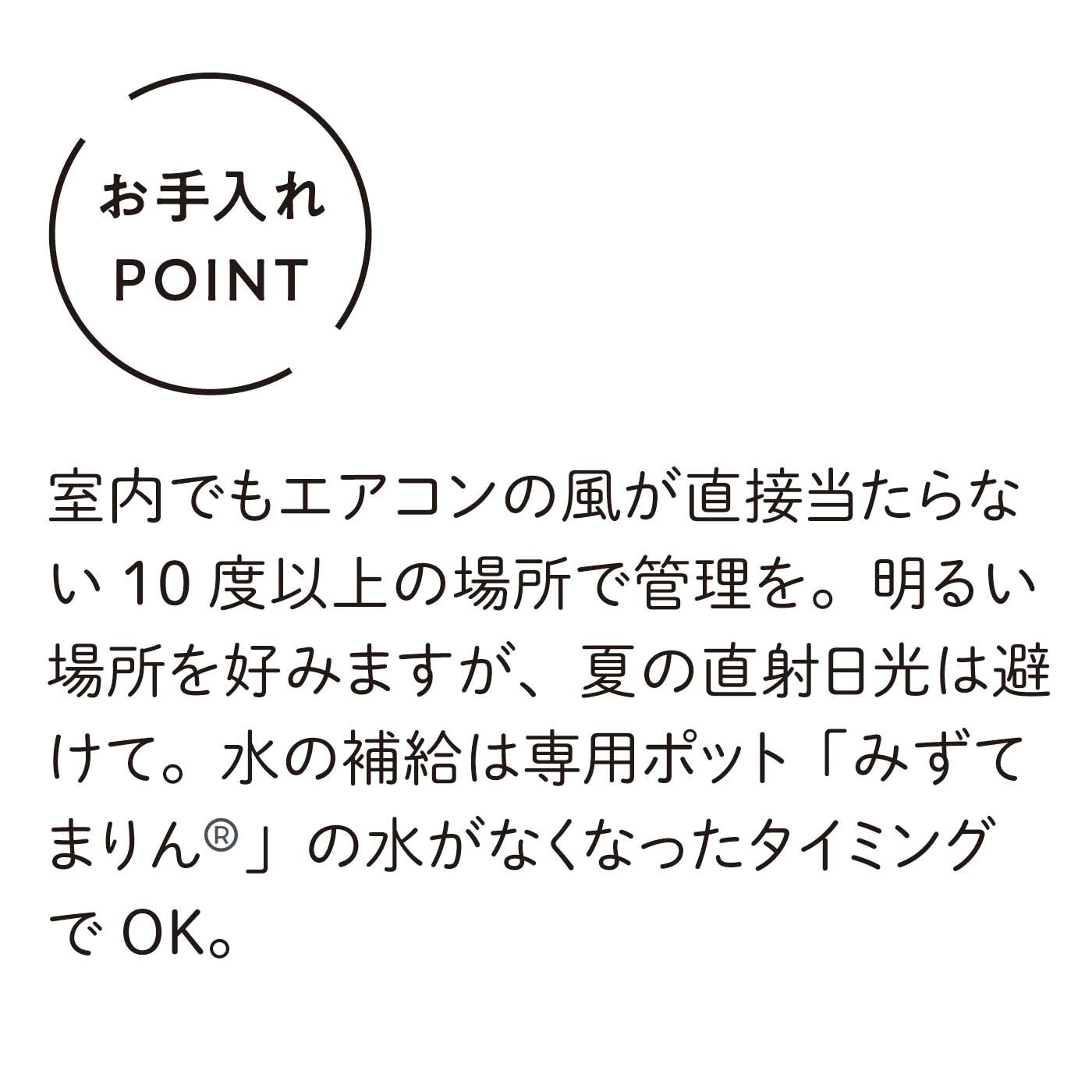 母の日の花ギフト|水耕でお手入れ簡単 みずてまりん（R） ミニ観葉 丸い葉っぱがキュート！パンダガジュマル