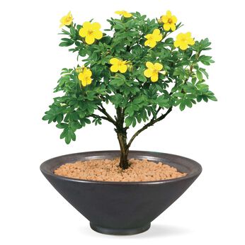 母の日の花ギフト | ミニ盆栽　金露梅