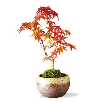 母の日の花ギフト | 盆栽　もみじ　出猩々