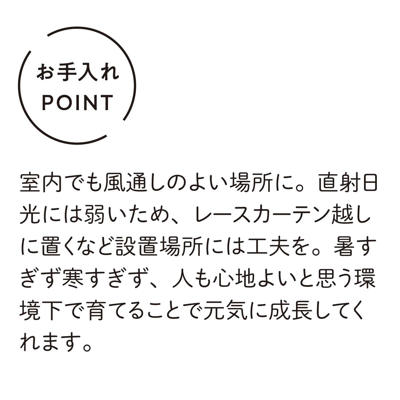 母の日の花ギフト|水耕でお手入れ簡単 みずてまりん（R） ミニ観葉 心地よい毎日をエバーフレッシュ