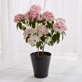 母の日の花ギフト | 金平糖のような可憐すぎる花　カルミア