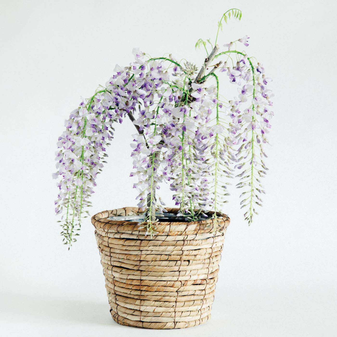 母の日の花ギフト|一才藤