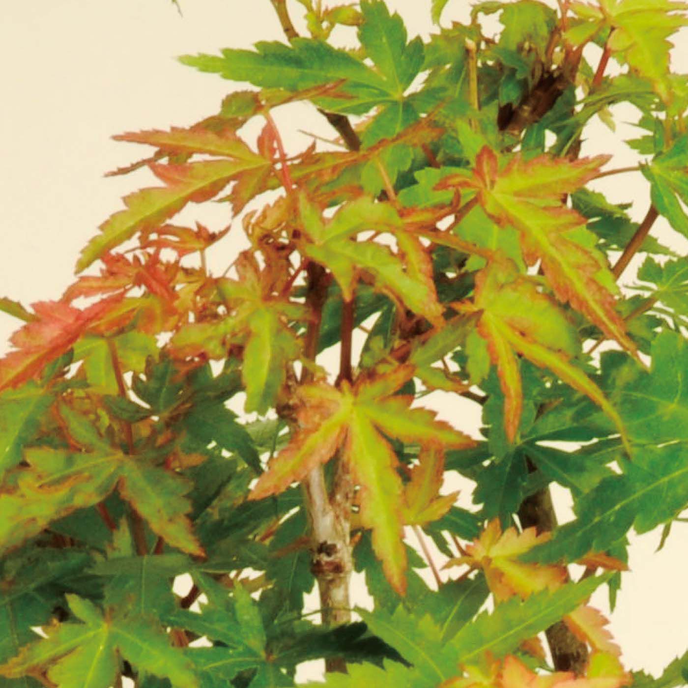 母の日の花ギフト|盆栽　もみじ「出猩々（でしょうじょう）」|成長して緑の葉に。秋には再び紅葉。