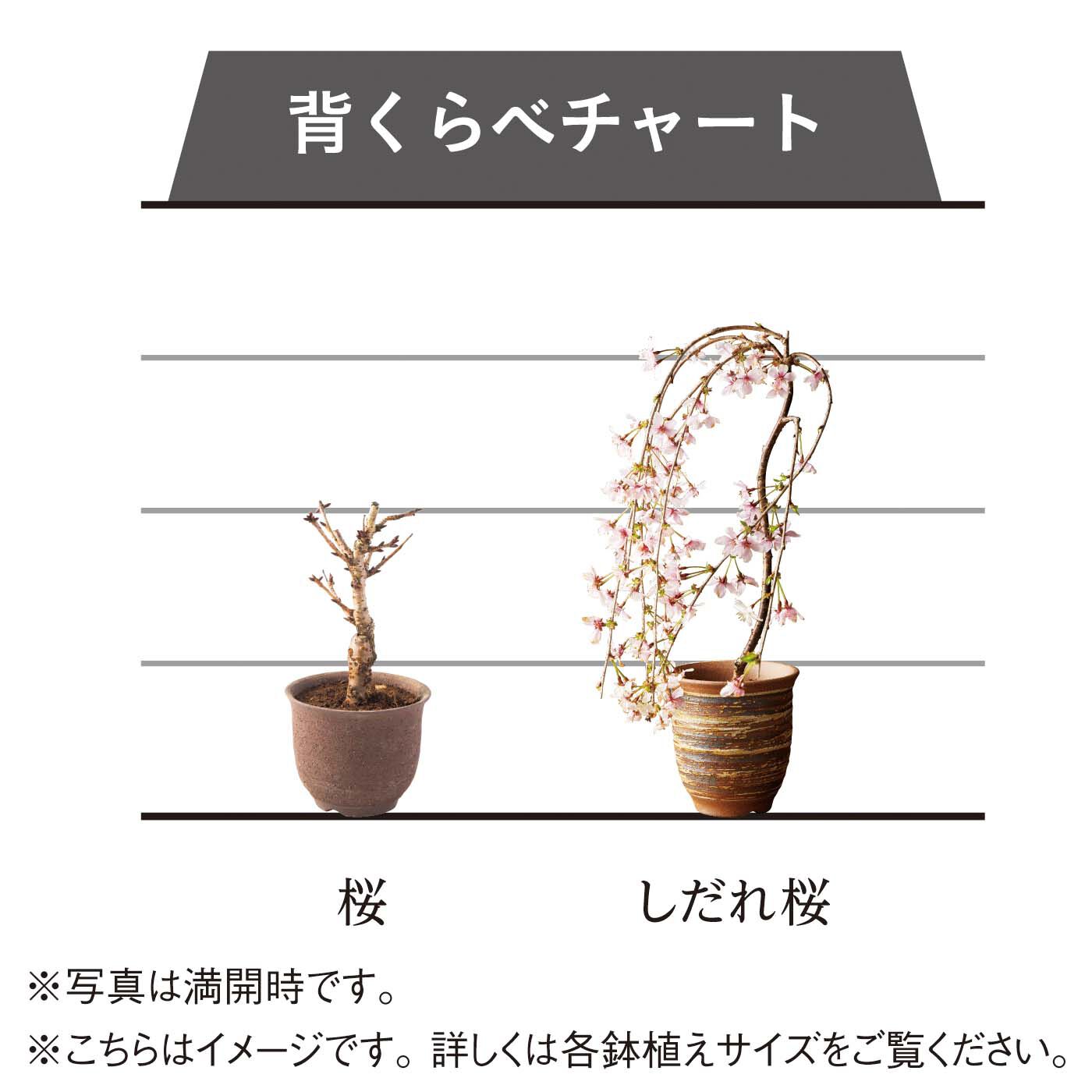 母の日の花ギフト|お母さんのために咲く 「富士しだれ桜」