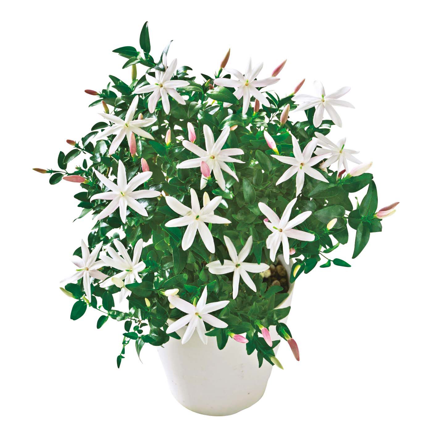 母の日の花ギフト|濃密な香りが幻想的「ワイルドスタージャスミン」