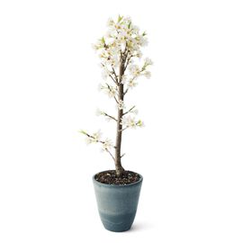 母の日の花ギフト | さくらんぼ