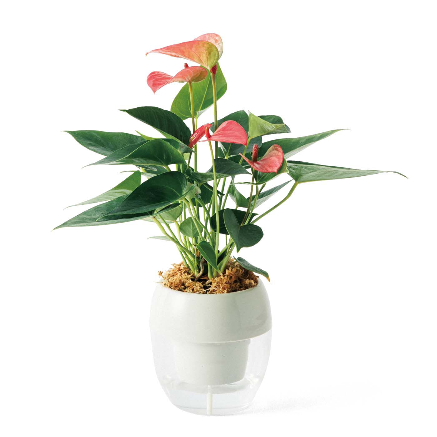 母の日の花ギフト|水耕でお手入れ簡単 みずてまりん（R） ミニ観葉 アンスリューム