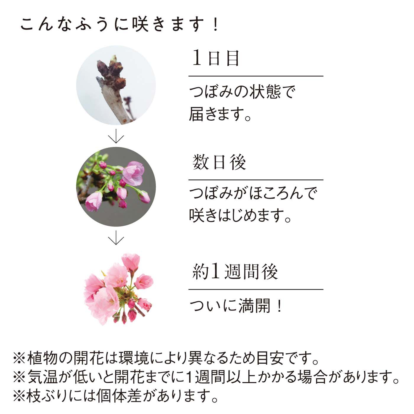母の日の花ギフト|お母さんのために咲く「苔玉桜」