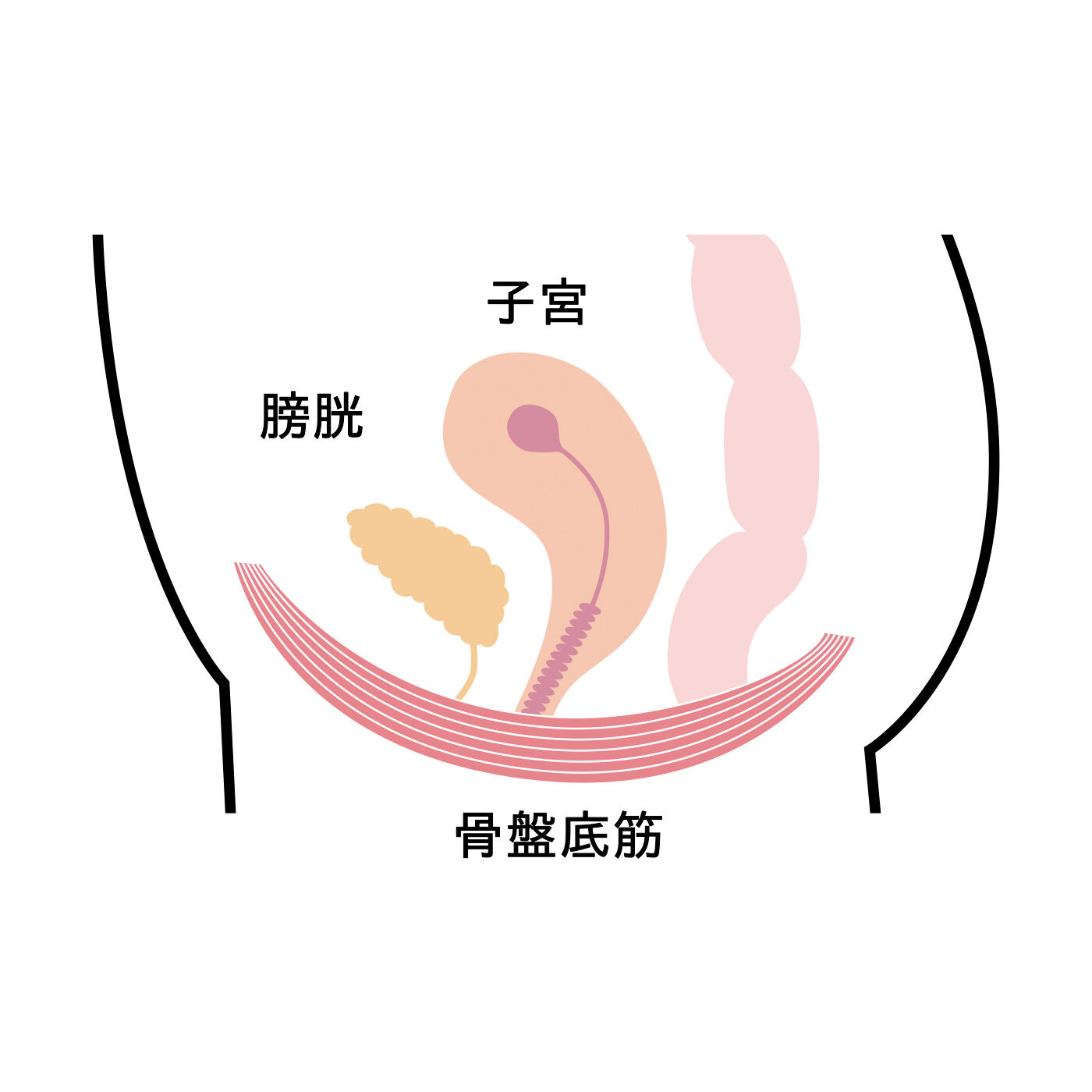 flufeel［フラフィール］|骨盤底筋にフィット！　レースが効いてるデイリーショーツの会|骨盤の底に位置し、子宮やぼうこうなどをハンモック状に支える筋肉。出産や加齢などが原因でこの骨盤底筋がゆるむと尿もれの原因に。