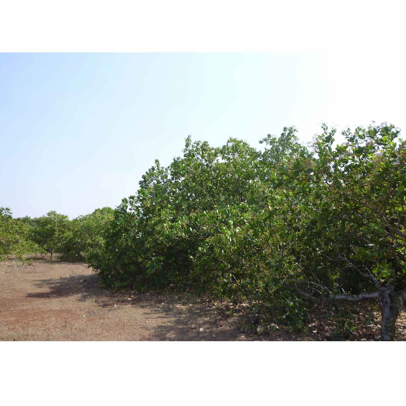 フェリシモの雑貨 Kraso|フェリシモの森基金|インド オリッサ州 カシューナッツの木