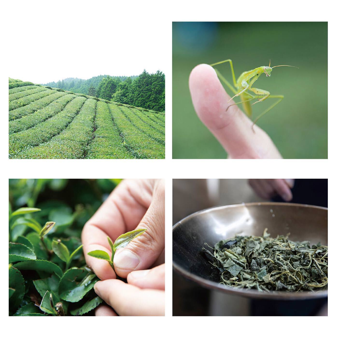 フェリシモの雑貨 Kraso|健一自然農園Ｘフェリシモ　豊かな未来をつくるお茶セット〈ティーバッグ〉の会|人がひとりで生きていけないように、お茶たちもお茶たちだけでは生きてはいけません。受粉を助ける蜂、落ち葉を食べて豊かな土をはぐくむミミズ……数えきれないさまざまないのちとの関係の中でお茶ははぐくまれます。そんなかけがえのない日本の里山生態系は、いちばん身近で大切なものなのにどんどん失われようとしているこの宝物を残し、未来へつなぎたいという想いから日々お茶を作っています。みなさまが自然栽培茶を手に取ってくださることは、確かで喜ばしい一歩、まさしく「豊かな未来」を一緒につくってゆくことにつながっていると深く感じます。いのちのつながりから生まれる豊かな未来をそっと思い浮かべながら、心和むお茶時間をお楽しみください。　伊川健一