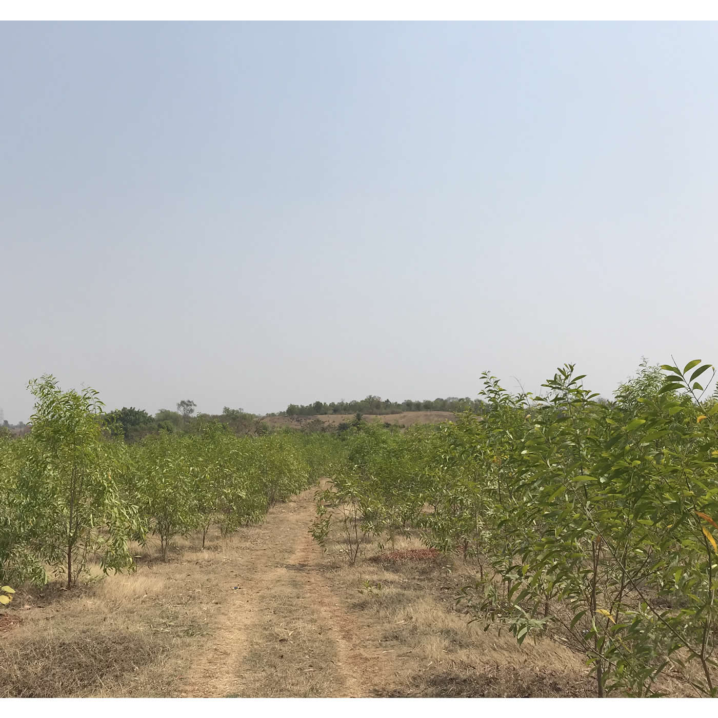 フェリシモの雑貨Kraso|フェリシモの森基金|インド西ベンガル州プルリアの植林地。小さな苗木が2年でこの大きさに。（2018年撮影）
